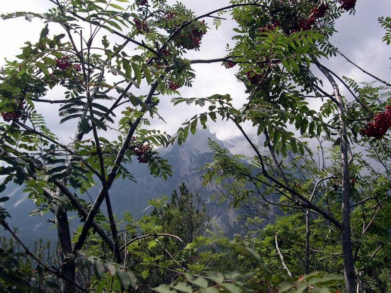 Sorbus aucuparia / Sorbo degli uccellatori